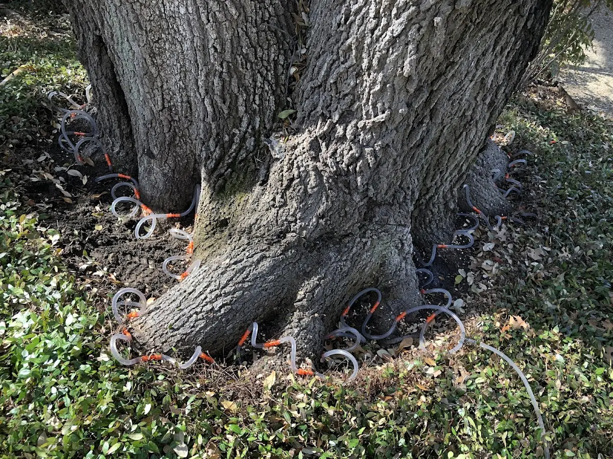 Detailed Tree Cabling and Bracing job site in Sheridan